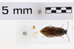 Foto (Dorsalansicht) von Hypnoidus brevis (NHMW-ZOO-COL-0007426)